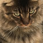 Wolfgang Bender - @wolfgang_themainecoon - Instagram