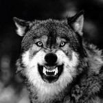 Wolfgang Berg - @wolfgang3794 - Instagram