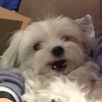 Wong Choy - @the.tiny.yeti - Instagram
