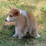 Wong Choy - @wongchoythecorgi - Instagram