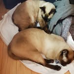 우치코니's home - @woochi_wooko_wooni - Instagram