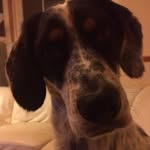 Woodrow (Woody) Bailey - @woody.the.hound - Instagram