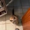Woodrow - @woodrow121 - TikTok