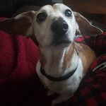 Woodrow - @woodrowthelonglegged - Instagram