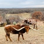 Woodrow and Gus - @woodrow_gus_longhorns - Instagram