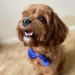 Woody The Cavapoo - @woodywrightcava - Instagram