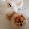 woon cheng - @woon.cheng - TikTok
