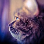 Ian Woosuk Lee - @leew449 - Instagram