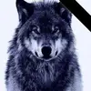 wolslone - @wolslone - TikTok