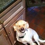 Honden die op Wouter Jansen lijken / Dogs that look like Wouter Jansen - Facebook
