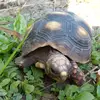 Rocky the tortoise/Theo - @wyattbaldwin88 - TikTok