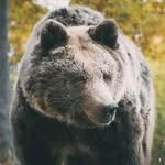 wyatt calvert - @bear_calvert - Instagram