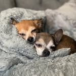 Odin and Freya and Wyatt and Casper - @whalentotherescue - Instagram