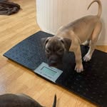 Wyatt Chambers - @crowechambers - Instagram