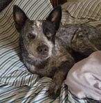 Help Wyatt Comfortably Cross The Rainbow Bridge - Facebook