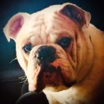 Wyatt Day - @huskythrower - Instagram