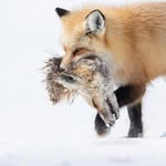 Wyatt Fox - @wyattfox2006 - Instagram