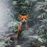 Wyatt Fox - @wyattfox88 - Instagram