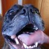 wyatt hess - @my_dog_muffen54 - TikTok
