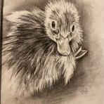 Wyatt Sutton - Facebook