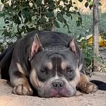 Wyatt Talbot - @wdt_bullies - Instagram