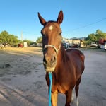 Wyatt Weeks - @weeksdressage17 - Instagram