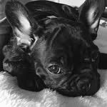 Apollo Wynter-Smith - @apollo_my_frenchie - Instagram