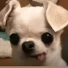 xavierrojo340 - @xavierrojo340 - TikTok