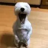 XavierWillis - @.xmagnificent - TikTok