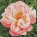 Xee Vang - Facebook