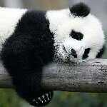 Xee Vang - @xeebear - Instagram