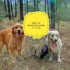 Golden Retriever 🇬uatemala - @golden_retriever_xela - TikTok