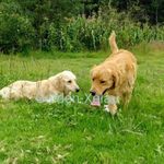 Golden_xela_Golden_Retriever - @xela_golden - Instagram