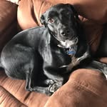 Xena Allen - @xenathewarriormutt - Instagram