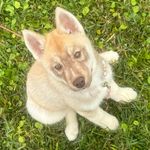 Xena Clark - @xenathehusky3 - Instagram