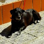Xena Alonso Martínez - @xena_.dog - Instagram