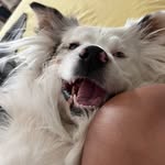 Xena Martinez - @xena_theaussie_princess - Instagram