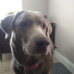 Xena Martinez - @xena_silverlab - Instagram