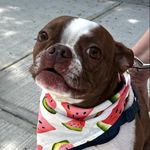 Xena Rivera - @xena_the_esanimal - Instagram