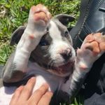 Xena Rivera - @xena.thedoggie - Instagram