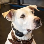 Luna & Xena 🩶 - @whitedogxena - Instagram