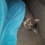 Xena , Mia , White and Thomas - @catsofro - Instagram