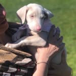Xena 🥰 - @white_doberman_xena - Instagram