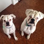 Xena and Axle the White Boxers - @axle_and_xena - Instagram