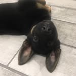 Xena White - @gsd_princess_xena_ - Instagram