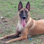 xena_white - @leschienshuski - Instagram