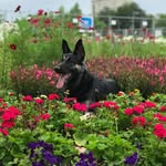 Xena White - @thewarriorpupxena - Instagram