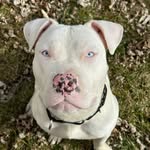 Xena - @xena_the_white_pitbull - Instagram