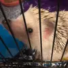 Xenawhiteowl - @xenawhiteowl - TikTok