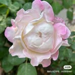 Xia Zhu - Facebook